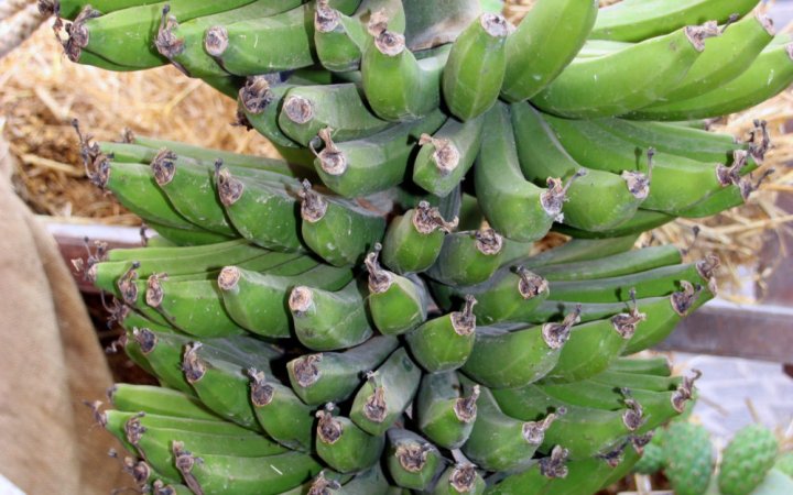 Mnarja Agricultural Fair 2016